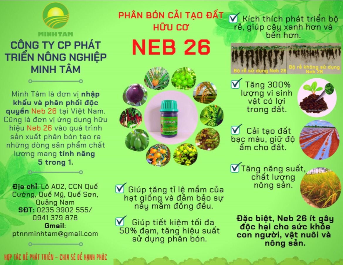 NEB 26 và giải pháp phục hồi cây trồng sau ngập úng