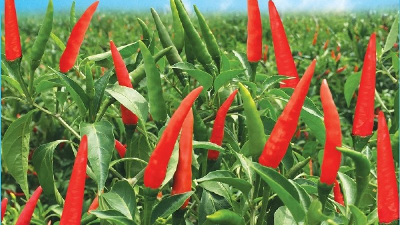 Ứng dụng hiệu quả phân bón Minh Tâm trên cây Ớt tại xã Cẩm Kim, thành phố Hội An