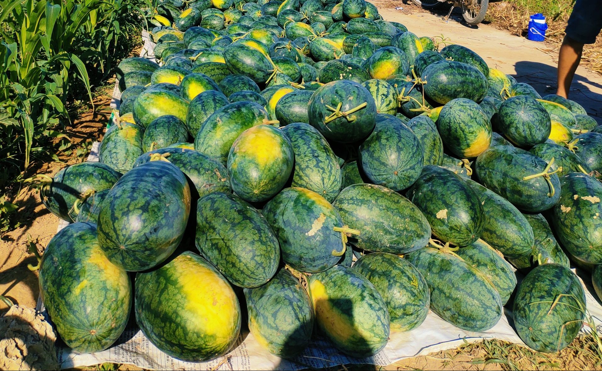 Nông dân vui mừng vì dưa hấu trái mùa nhưng được mùa – được giá